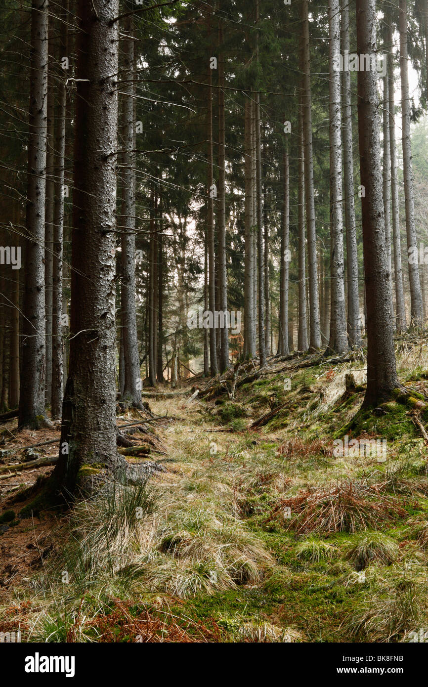 Forest in the Taunus, Hesse, Germany, Europe Stock Photo