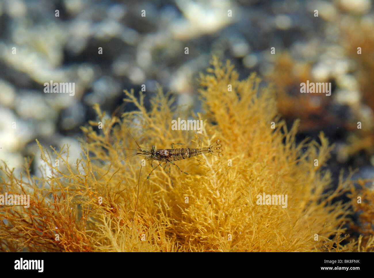 Shrimp, La Palma, Canary Islands, Spain Stock Photo