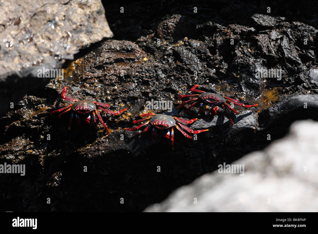 Red rock crabs, La Palma, Canary Islands, Spain Stock Photo