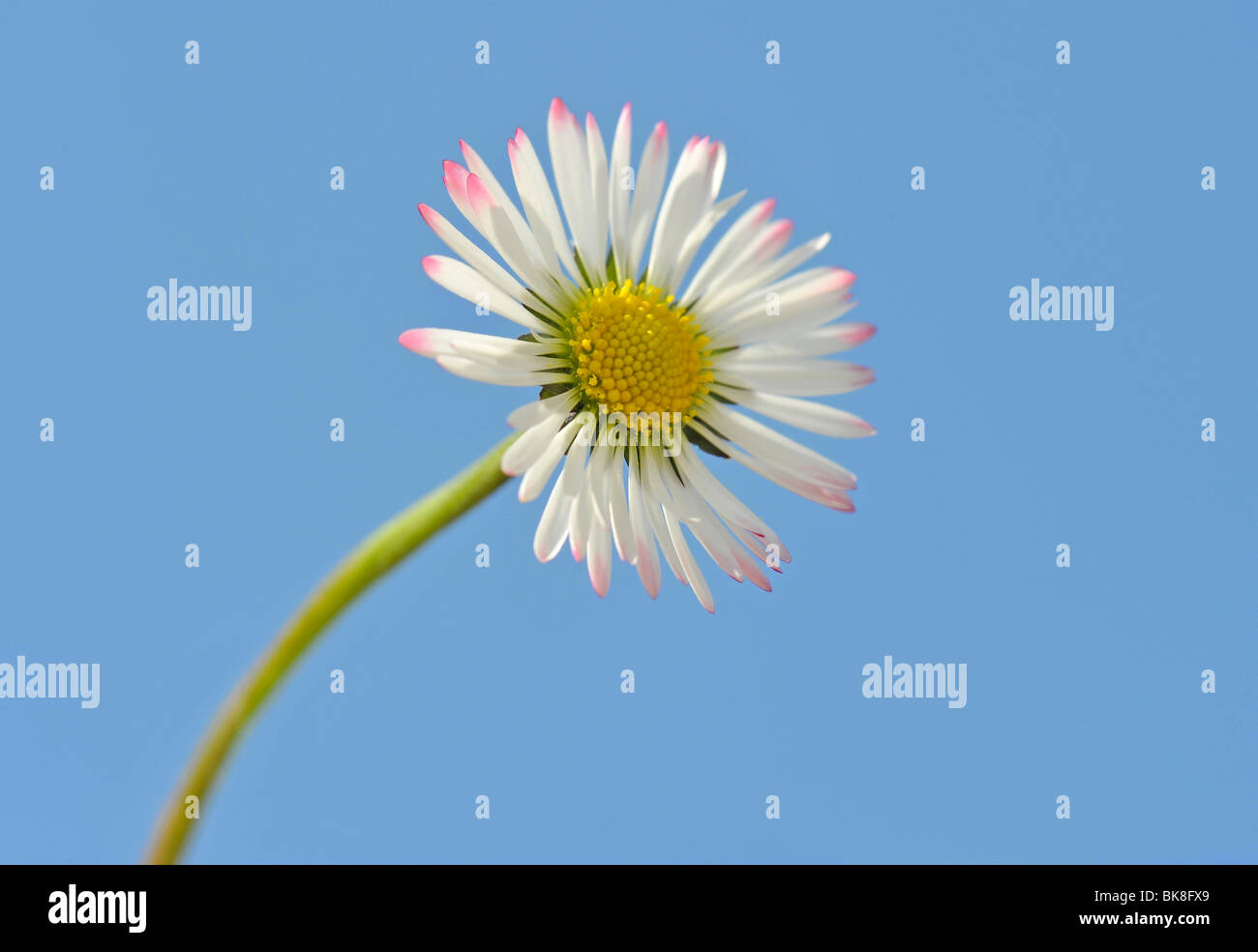 Daisy (Bellis perennis) Stock Photo