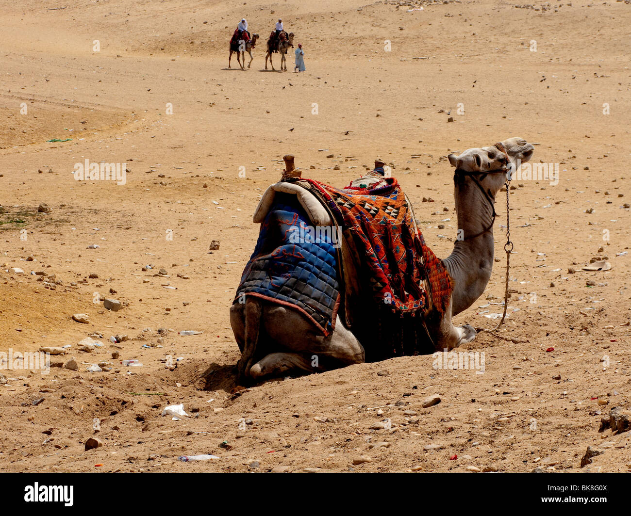 Camel sitting in desert with colorful saddle, Egypt Stock Photo - Alamy