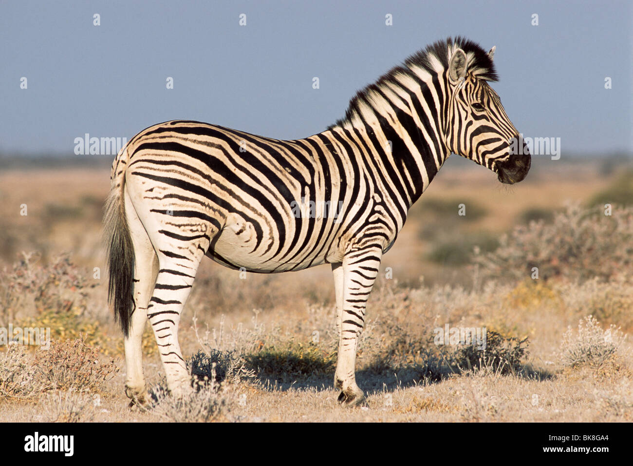 Plains Zebra (Equus quagga burchelli), Etosha National Park, Namibia, Africa Stock Photo