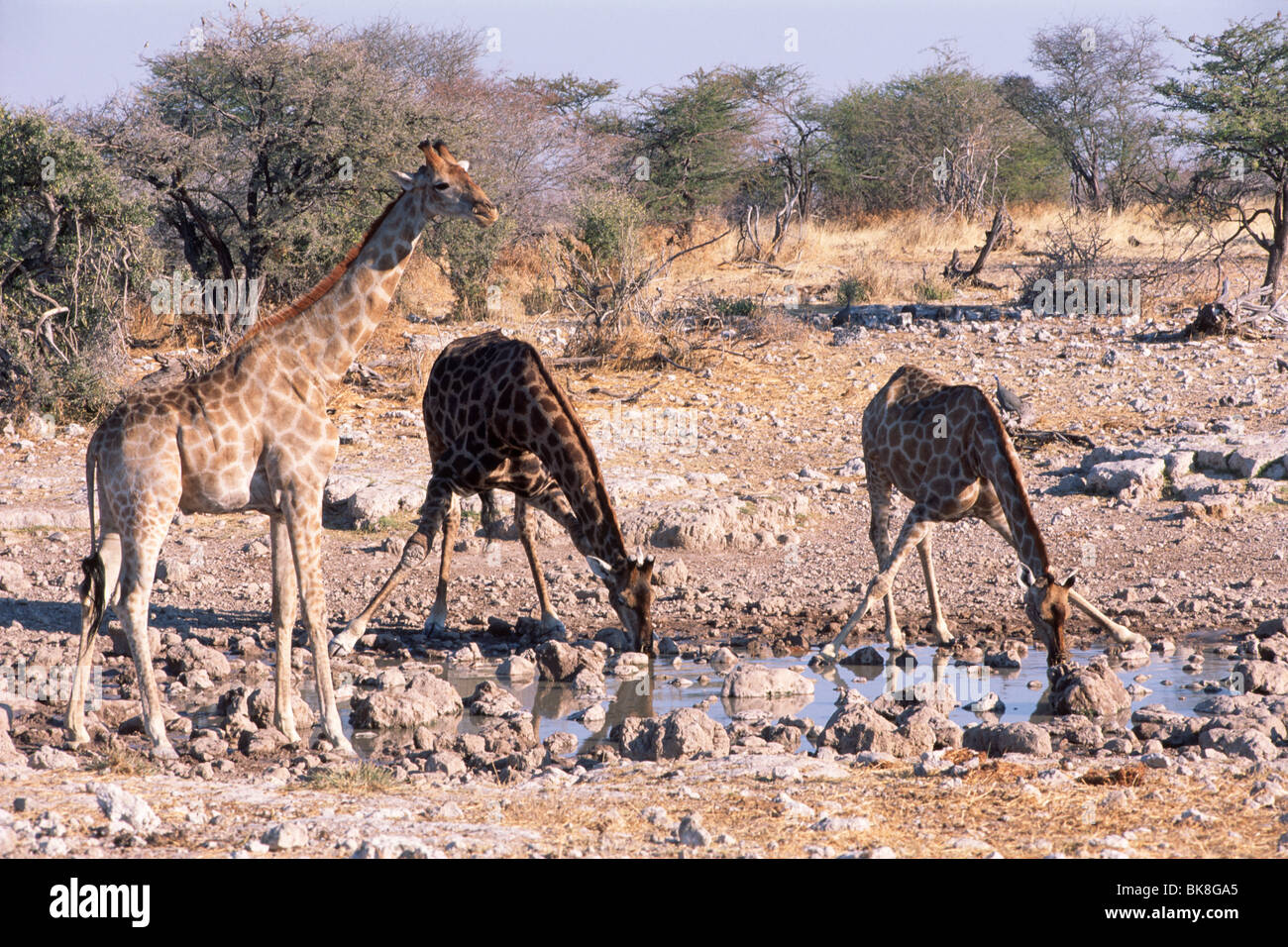 Giraffes (Giraffa cameleopardis), drinking from a waterhole, Etosha National Park, Namibia, Africa Stock Photo