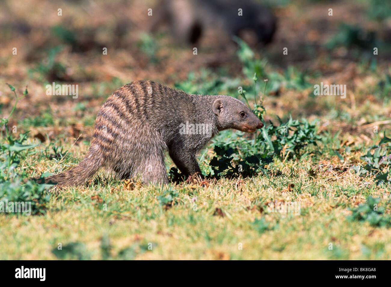 Banded Mongoose (Mungo mungo) looking for food, Etosha National Park, Namibia, Africa Stock Photo