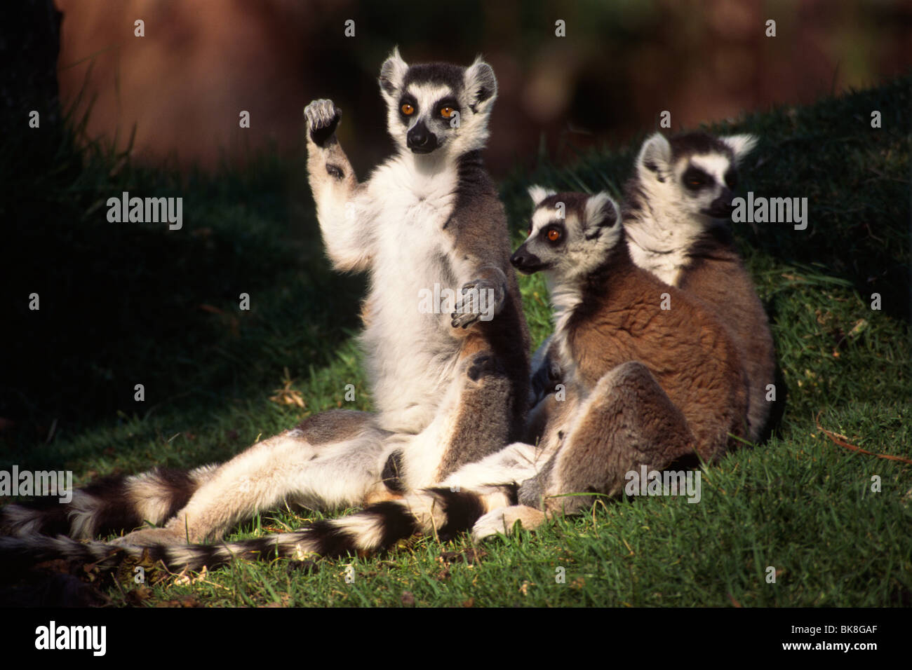 Ring-tailed Lemur (Lemur Catta) basking in the sun, Madagascar, Africa Stock Photo