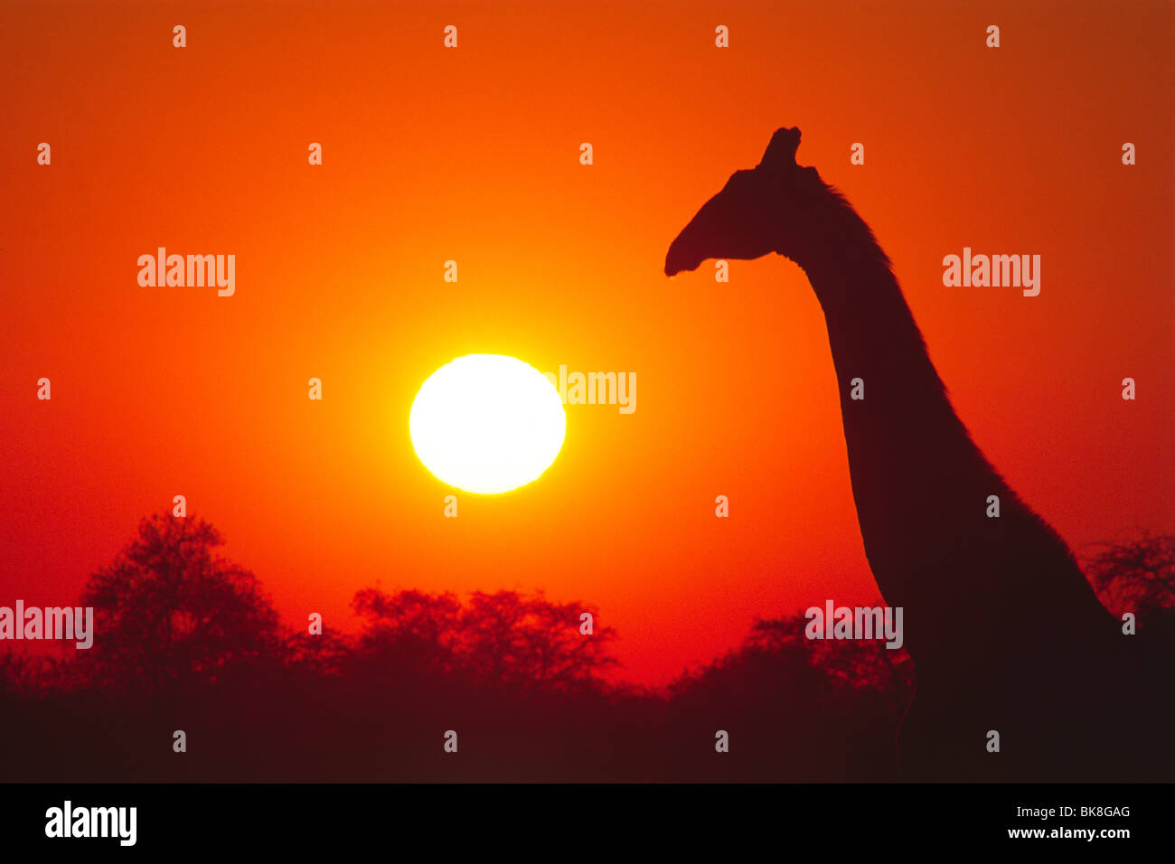 Giraffe (Giraffa cameleopardis) at sunrise, Etosha National Park, Namibia, Africa Stock Photo