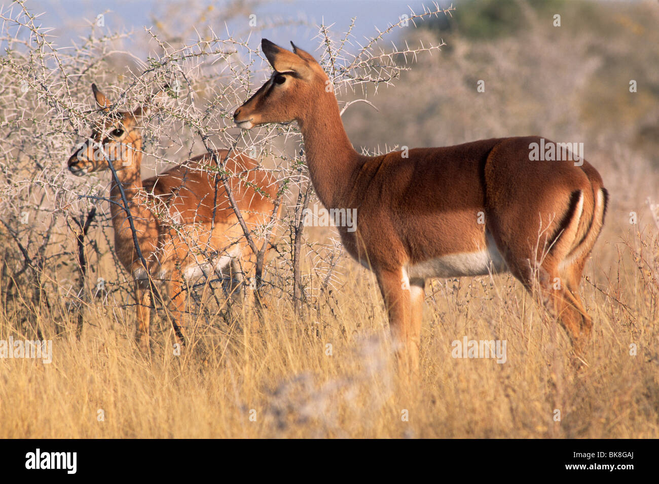 Impala (Aepyceros melampus), feeding on acacia, Etosha National Park, Namibia, Africa Stock Photo