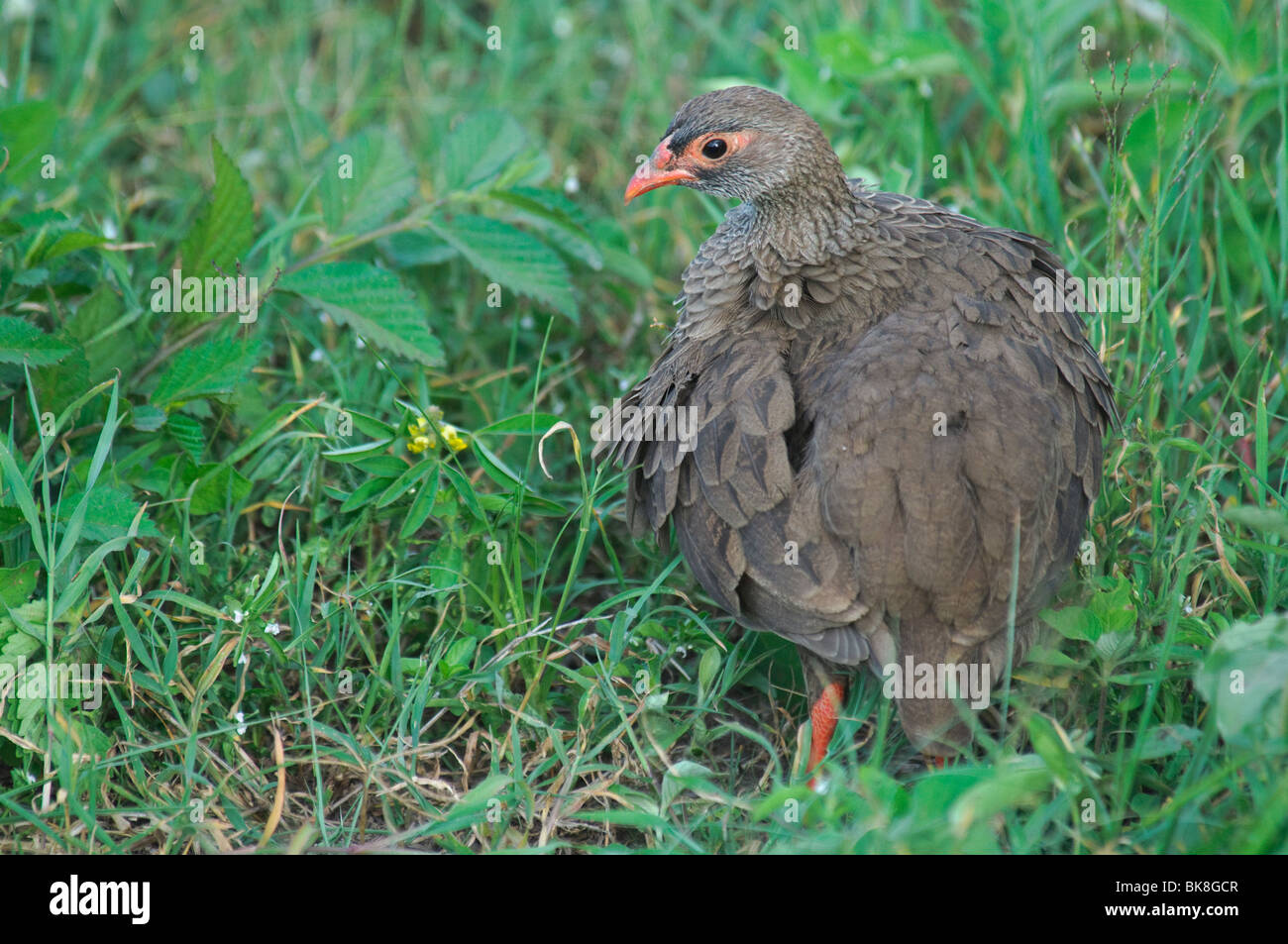 Red-necked Spurfowl Francolinus afer Stock Photo