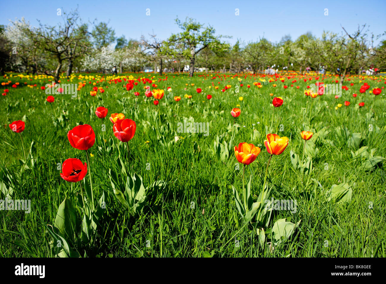 Tulipan, tulips bloom in the Britzer Garten park in Berlin, Germany, Europe Stock Photo