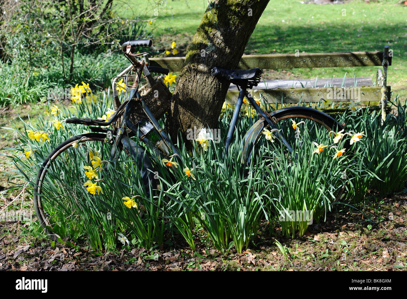 Old abandoned bicycle leaning against a tree among the springtime daffodils Stock Photo