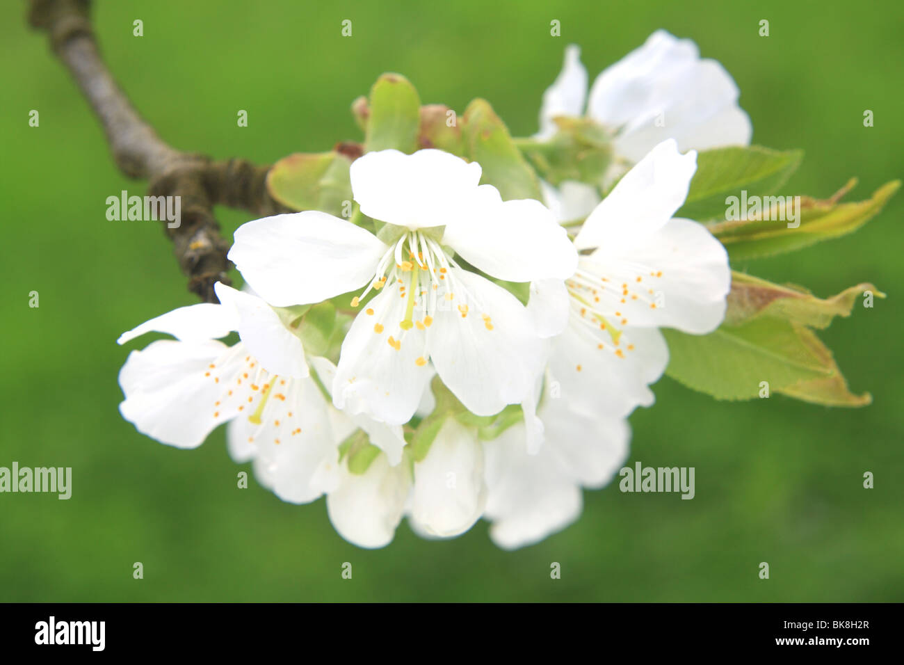 White cherry blossoms photos hi-res stock photography and images - Alamy