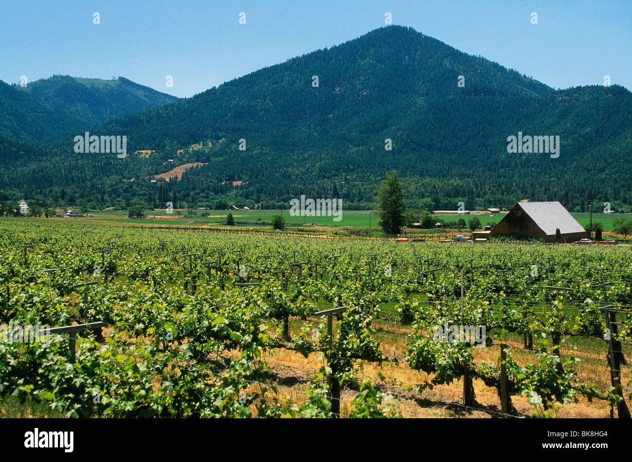 Valley View Winery vineyards in the Applegate Valley of Southern Oregon. Stock Photo