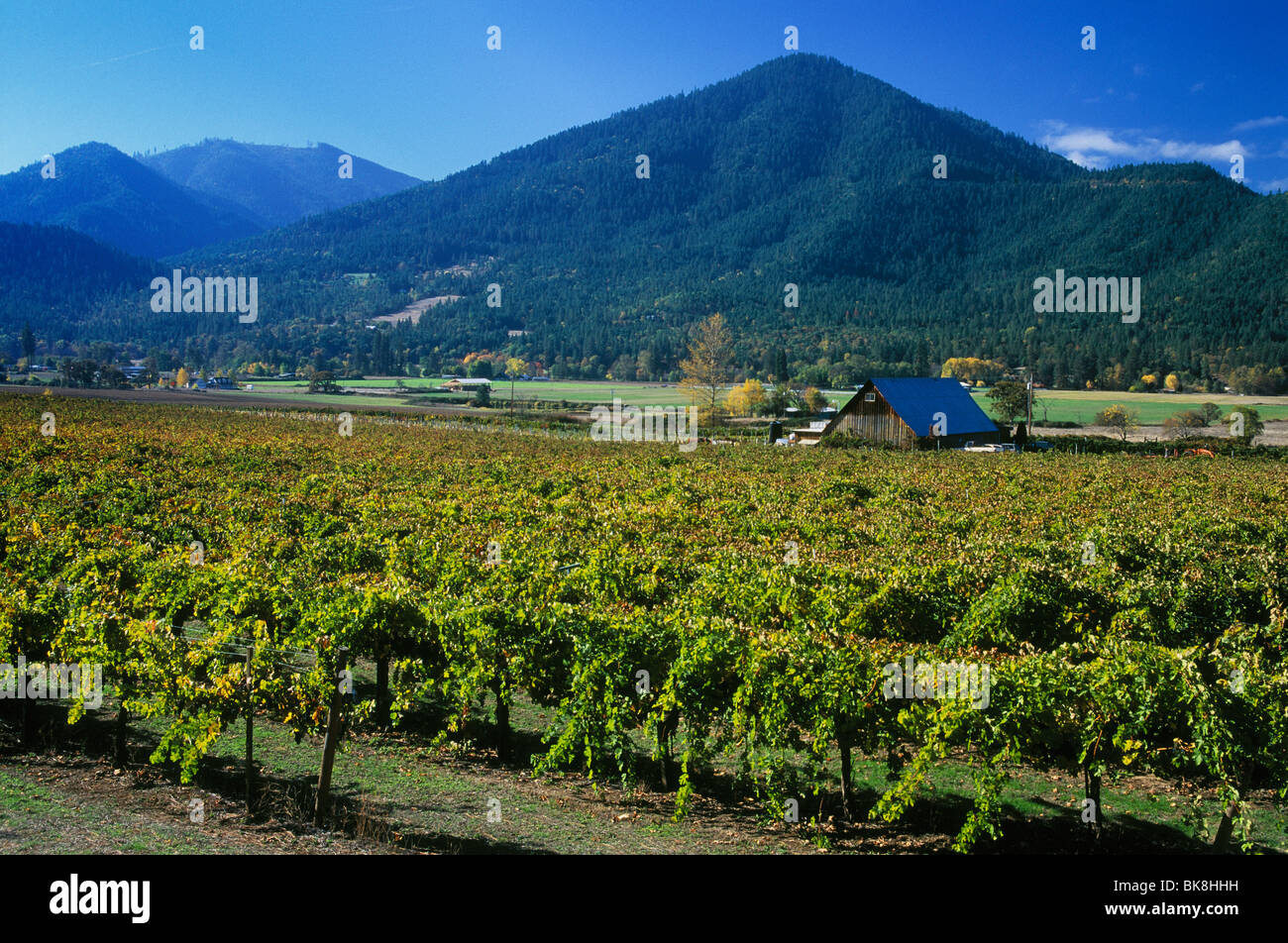 Valley View Winery vindyards in the Applegate Valley of Southern Oregon. Stock Photo