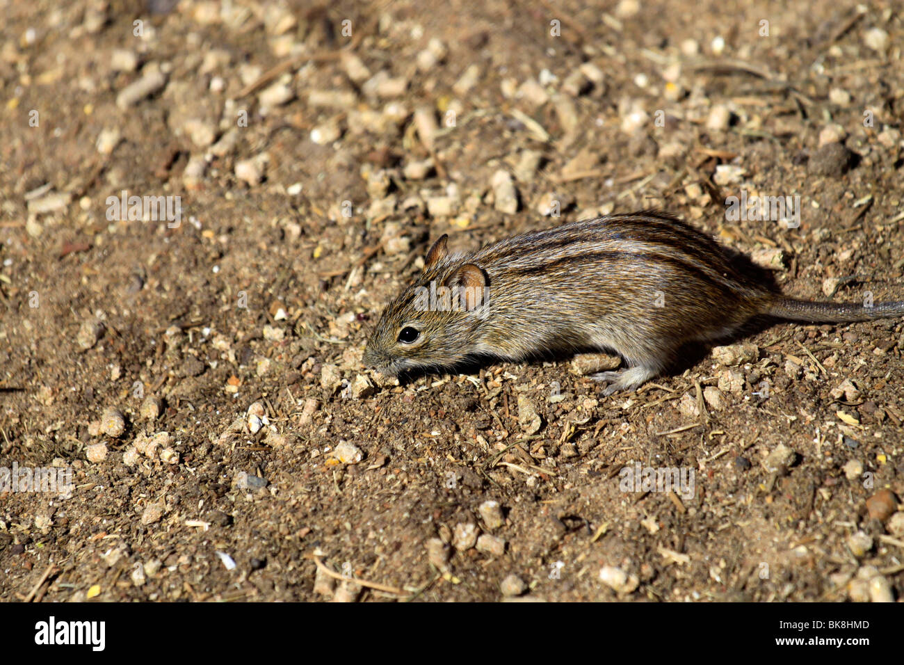 Field Mouse Stock Photos & Field Mouse Stock Images Alamy