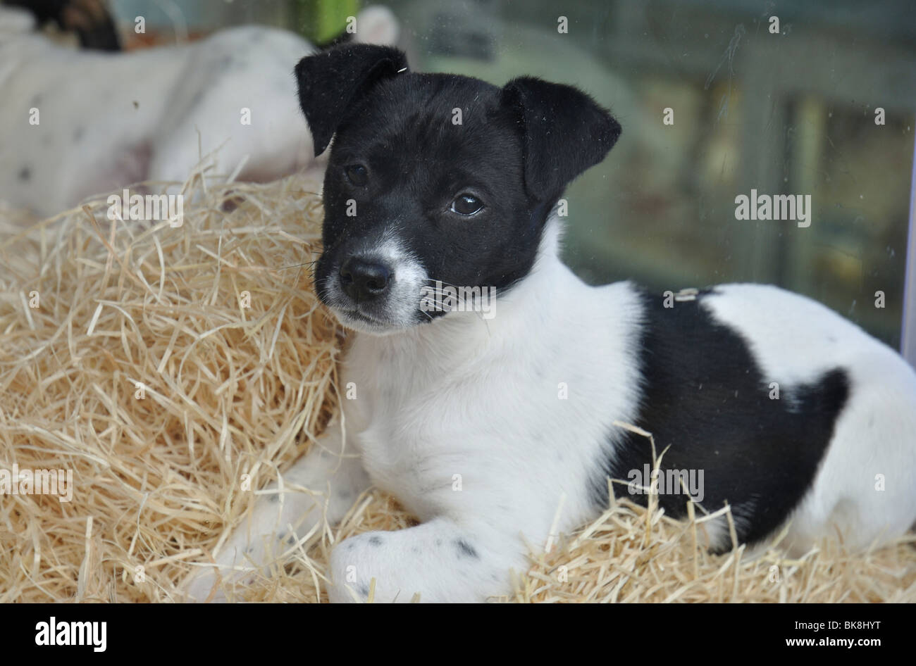 Puppies for sale  in shop window Stock Photo