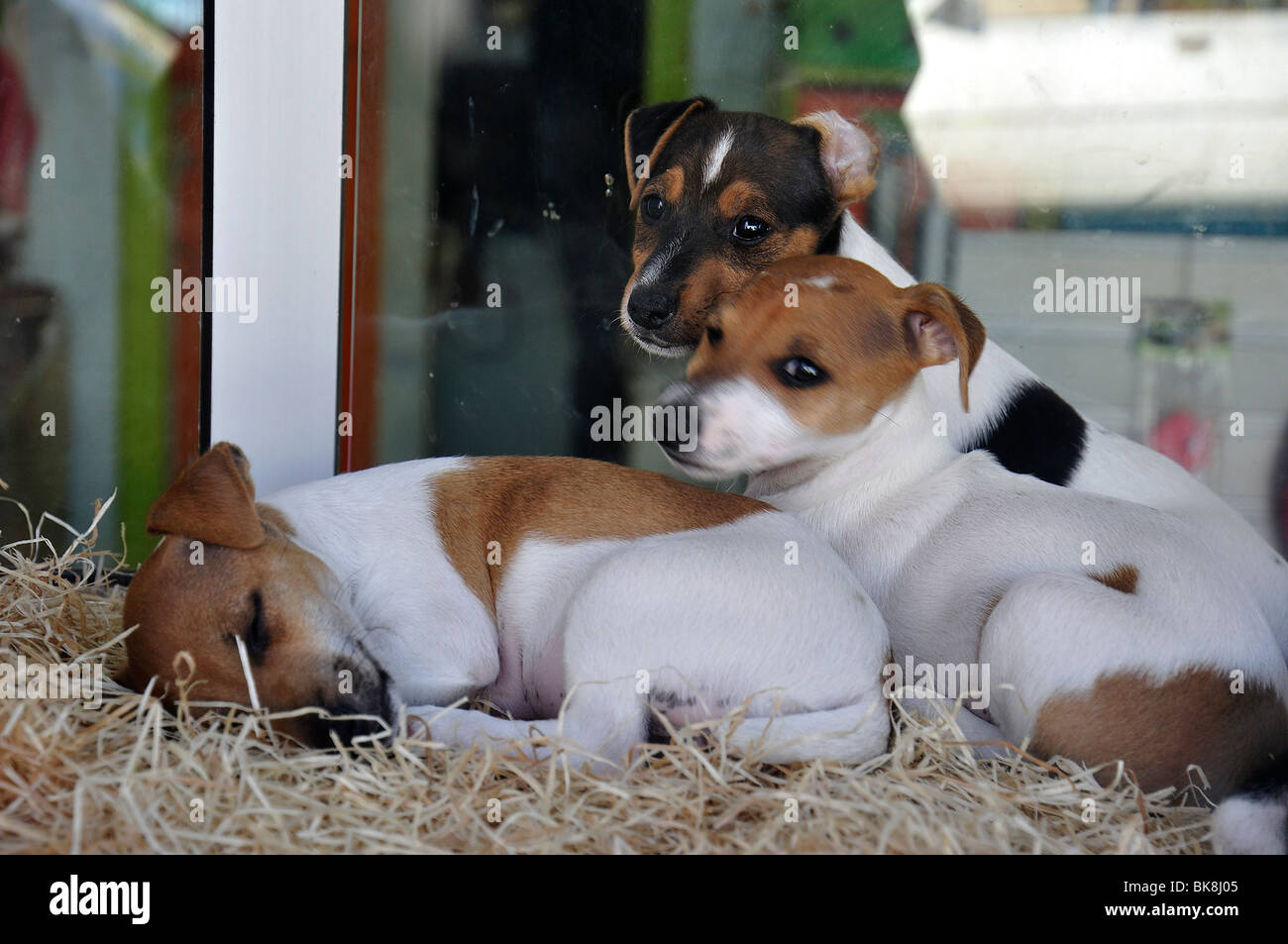 Puppies for sale  in shop window Stock Photo