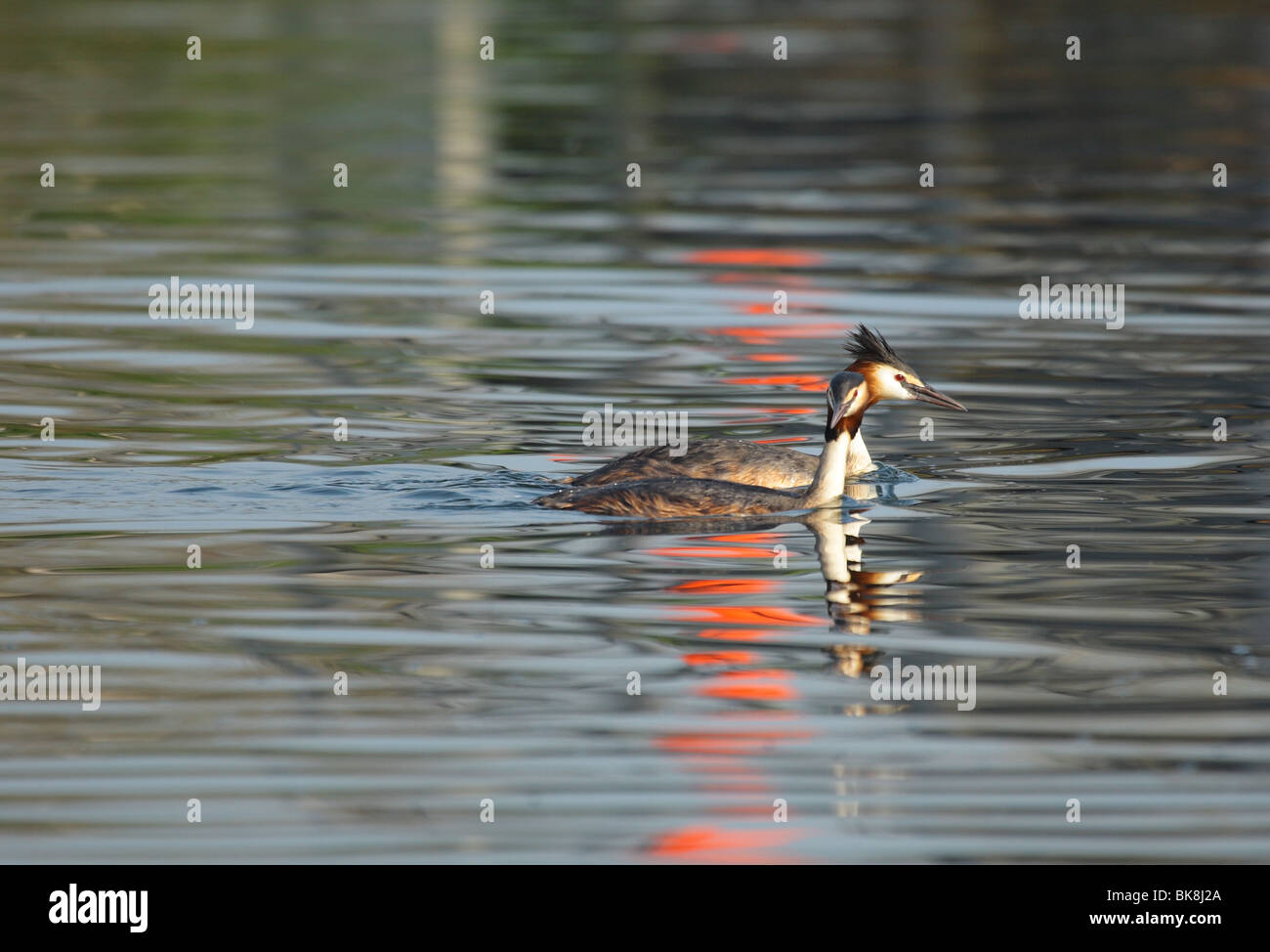 Great Crested Grebes Stock Photo