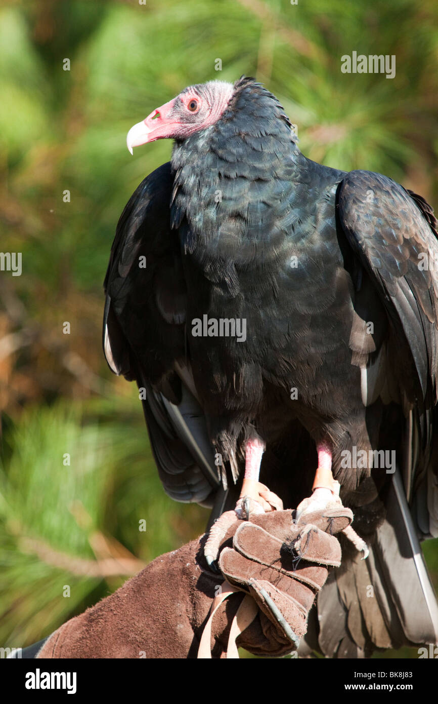 This turkey vulture at the Pocomoke River State Park in Maryland is ...