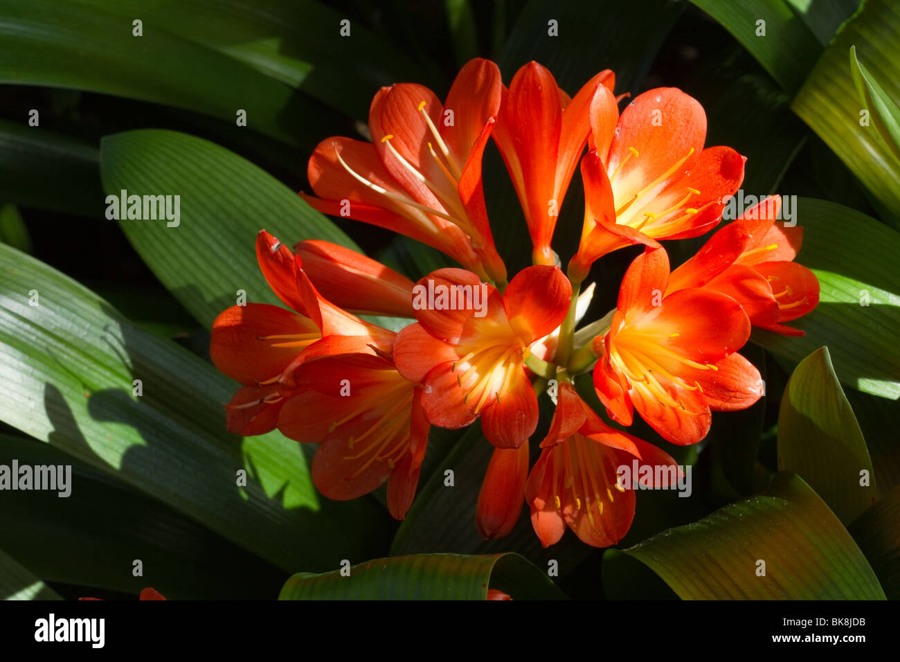 'Kaffir Lily' Clivia Miniataat, exotic, flower, nature, tropical, blossom, botany, a orange flower at Dundee Botanical Garden, Tayside, Scotland, UK Stock Photo