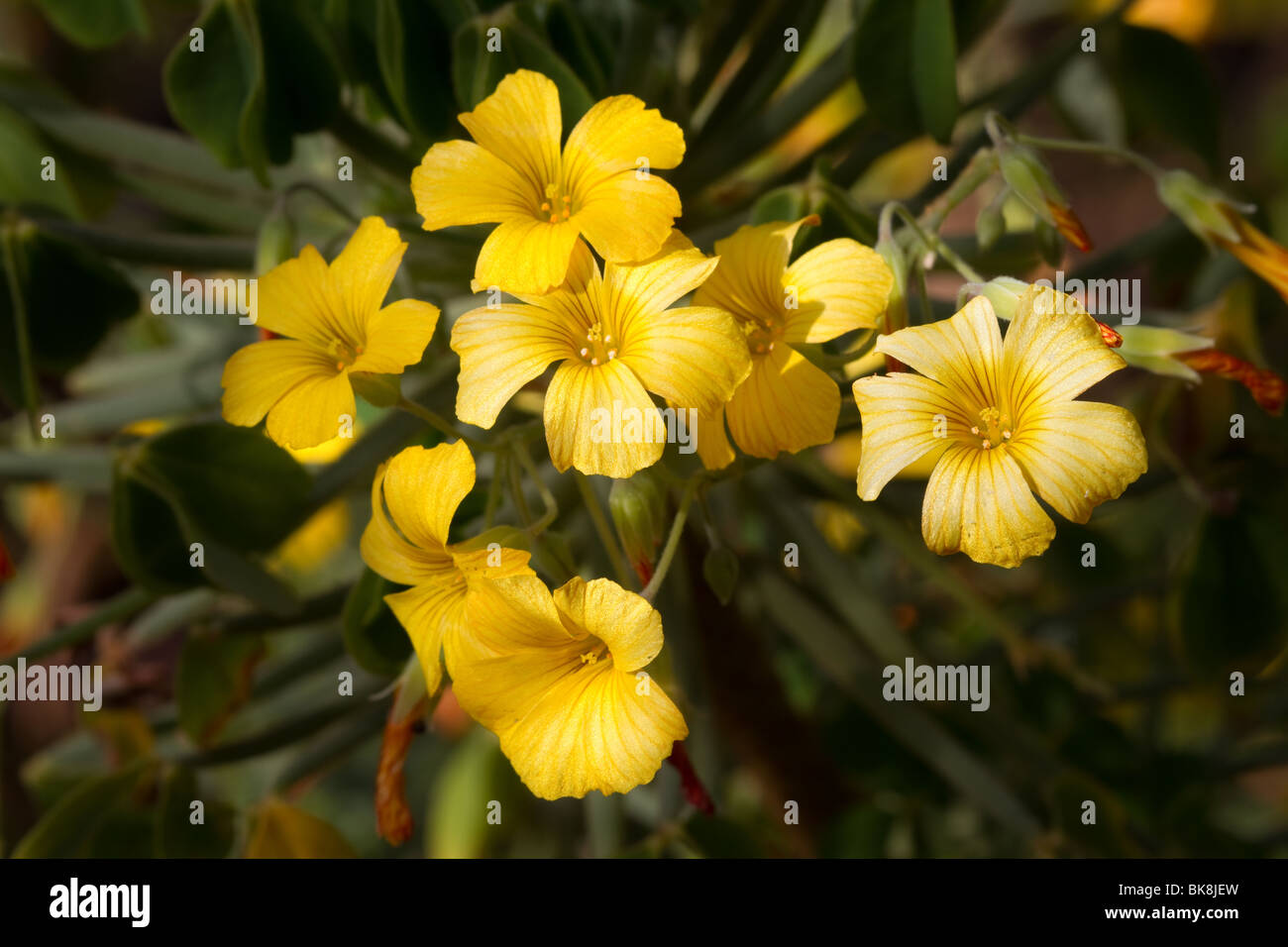 Oxalis Herrerae, a yellow flower exotic, flower, nature, tropical, blossom, botany, at Dundee Botanical Garden, Tayside, Scotland, UK Stock Photo