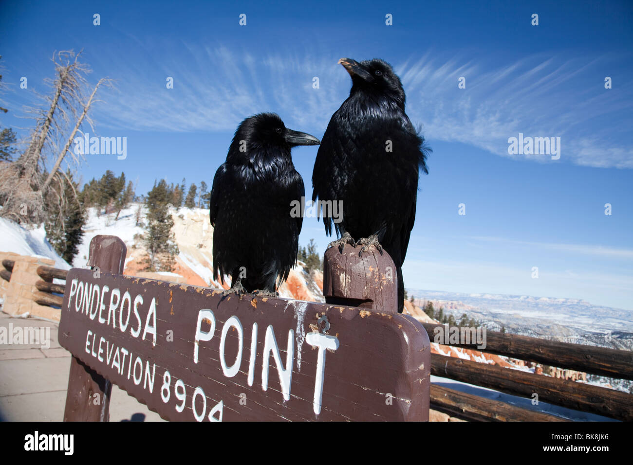 Two ravens stand at Ponderosa Point in Bryce Canyon National Park, Utah