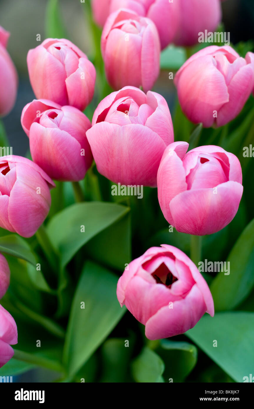 A bunch of pink tulips Stock Photo