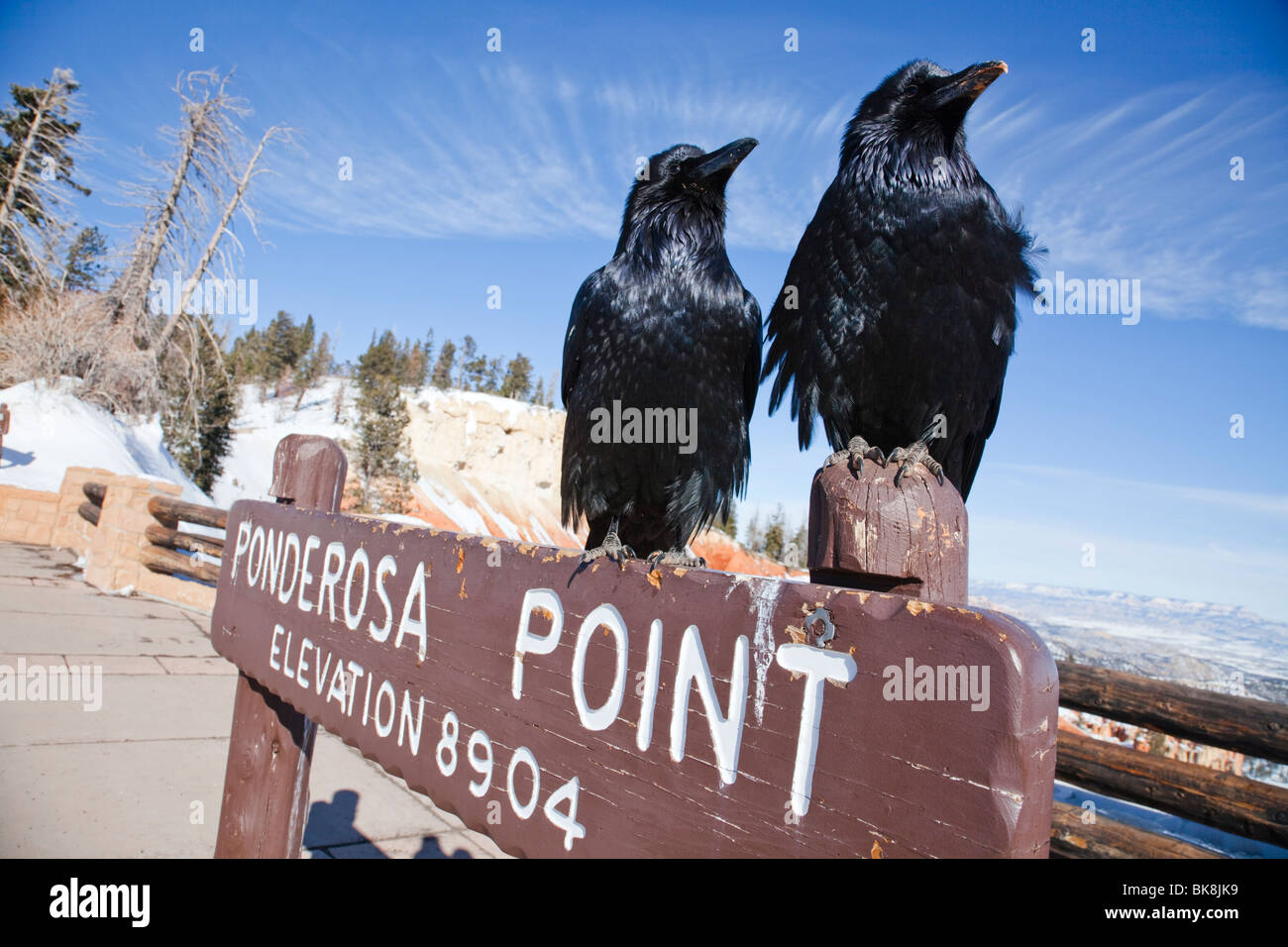 Two ravens stand at Ponderosa Point in Bryce Canyon National Park, Utah