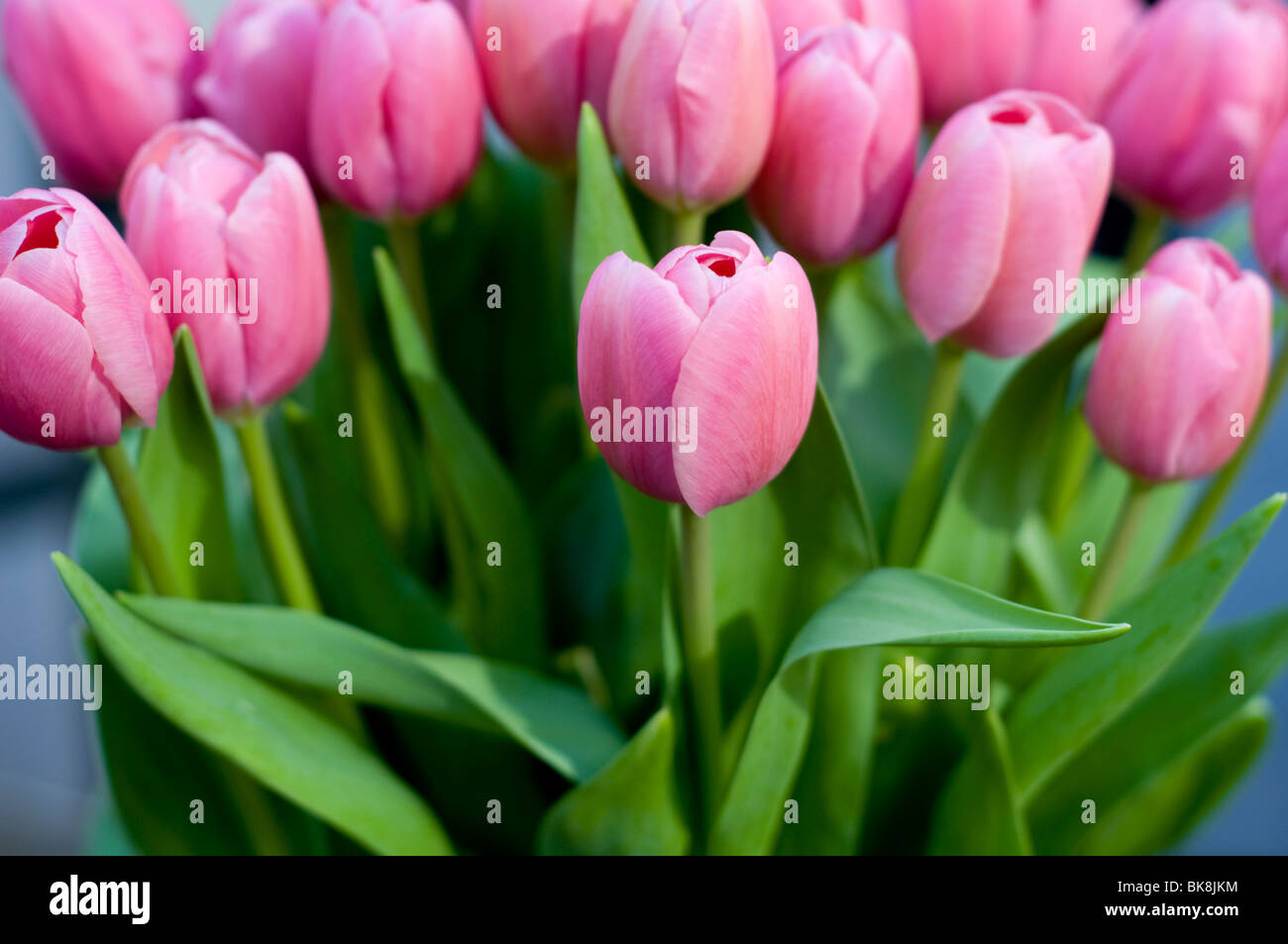 A bunch of pink tulips Stock Photo