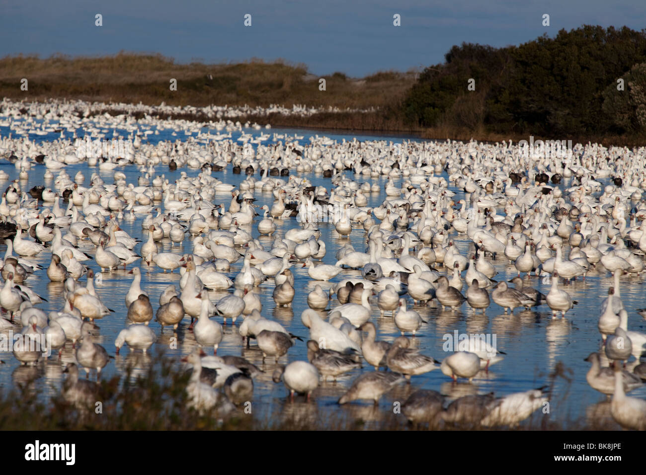 Thousands of snow geese enjoy the afternoon waters at Chincoteague