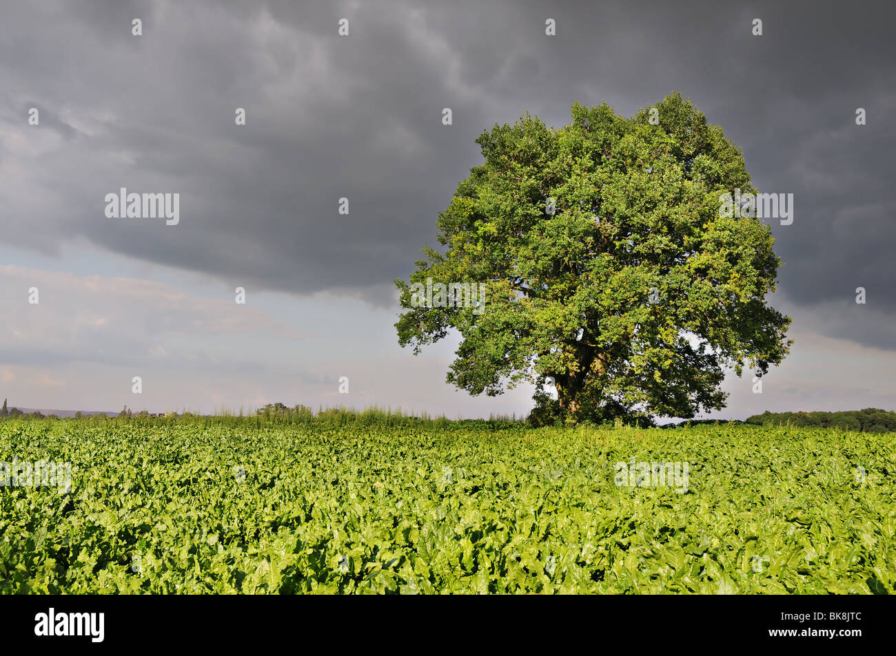 Oak tree in a beet field with dramatic stormy sky. Stock Photo