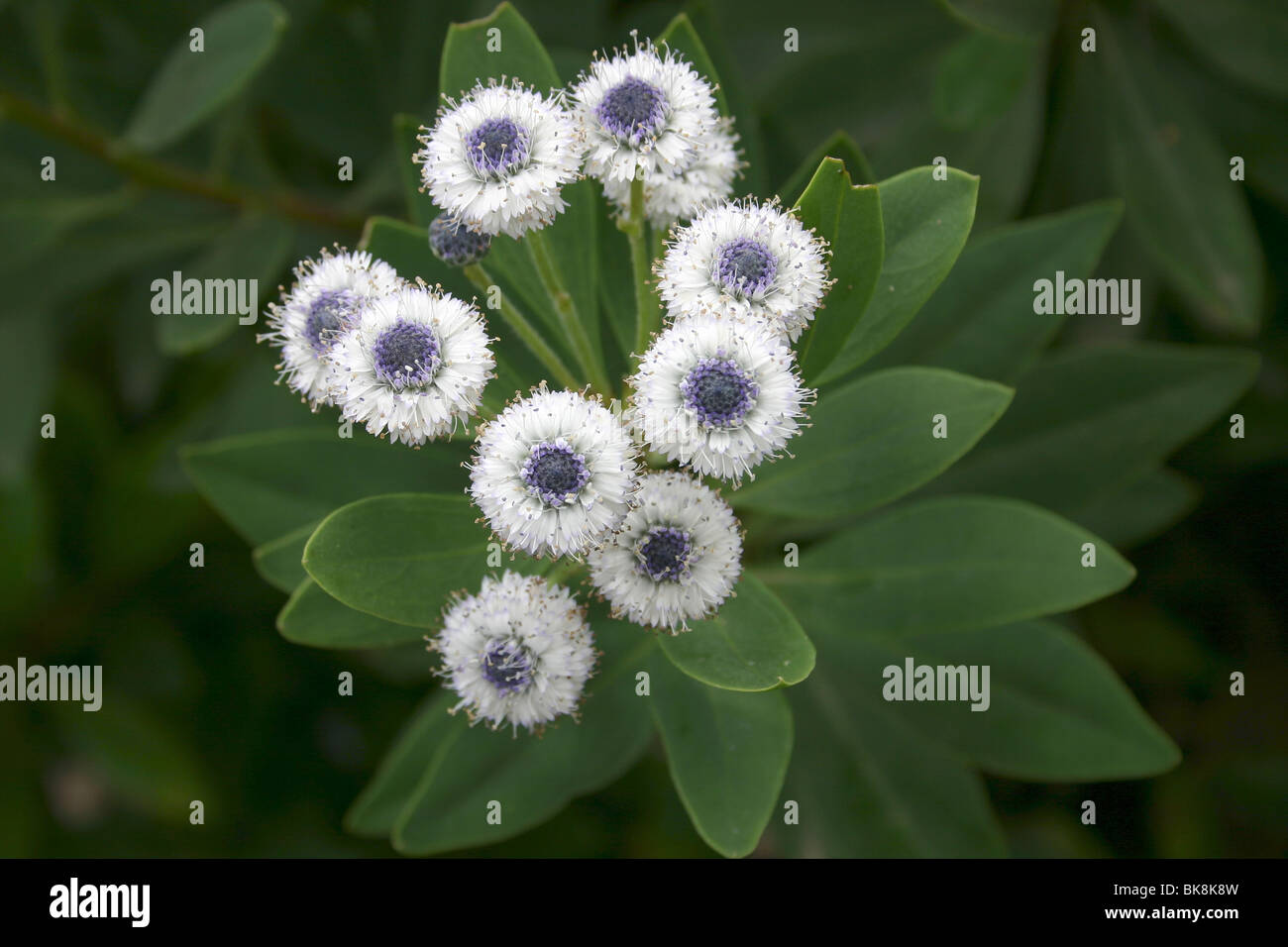 Flowers of Globularia ascanii, a rare and endangered Gran Canarian plant Stock Photo