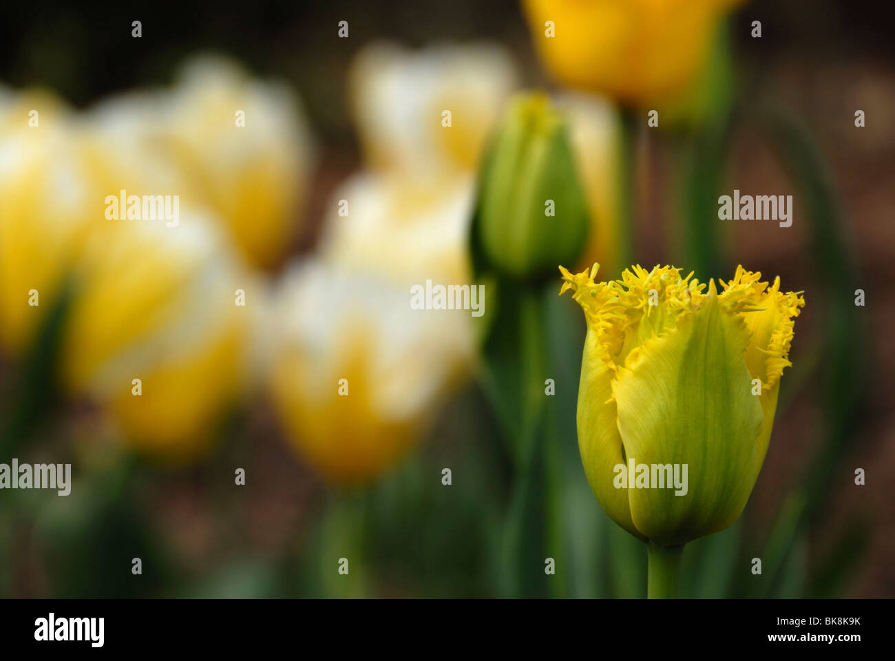 A single yellow fringed tulip bud about to open with other out of focus