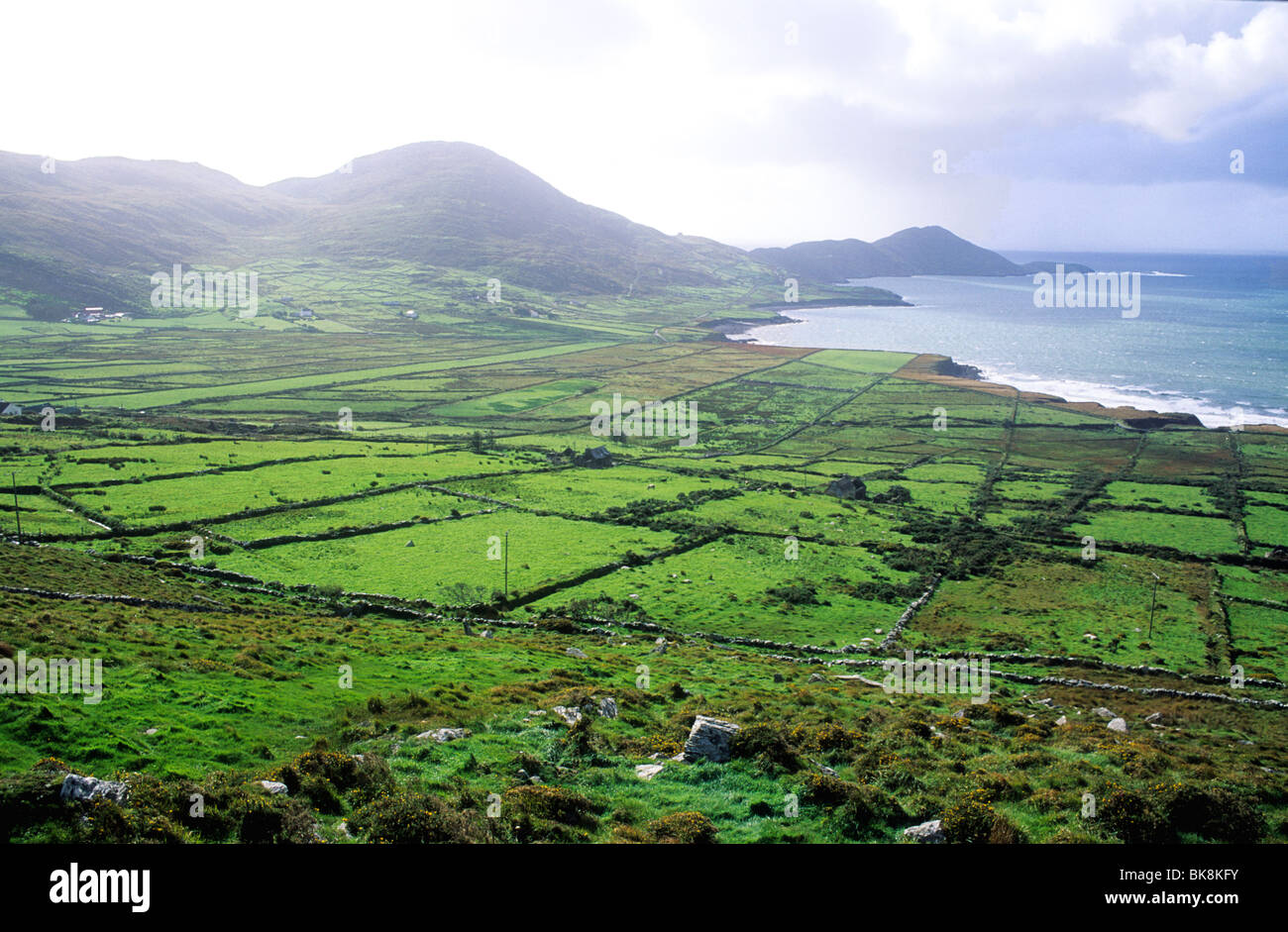 Hogs head and bolus head hires stock photography and images Alamy