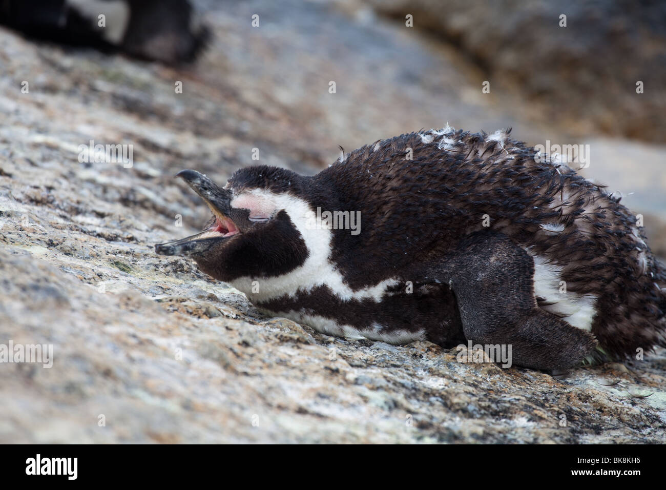Close-up of a young African penguin on the beach in South Africa Stock Photo