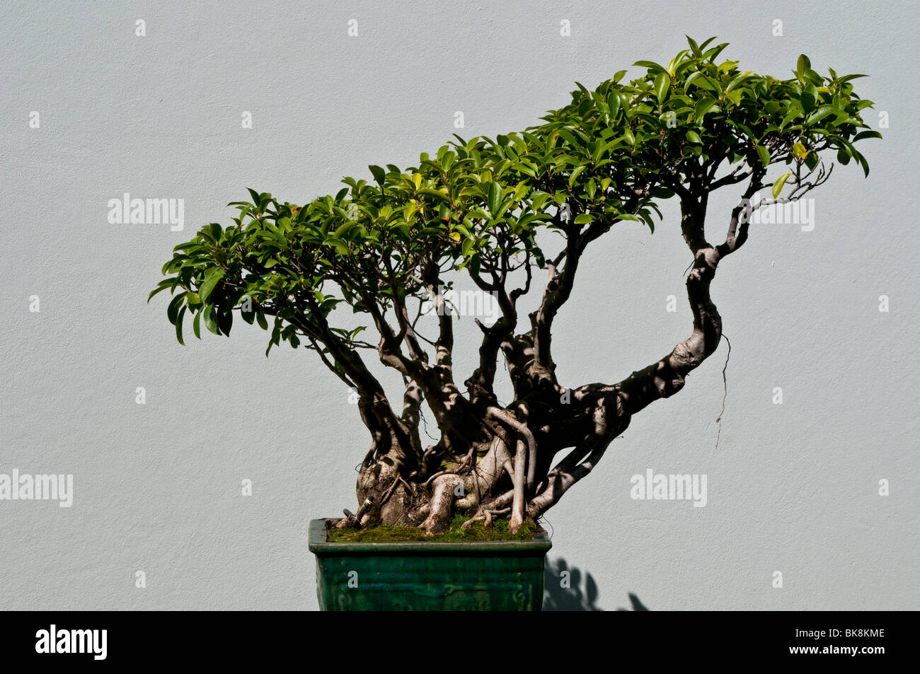 Chinese bonsai tree, Chinese Garden, Sydney, Australia Stock Photo Alamy