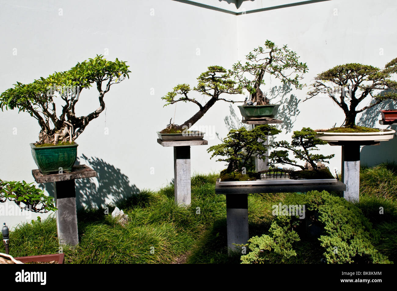 Chinese bonsai trees, Chinese Garden, Sydney, Australia Stock Photo - Alamy
