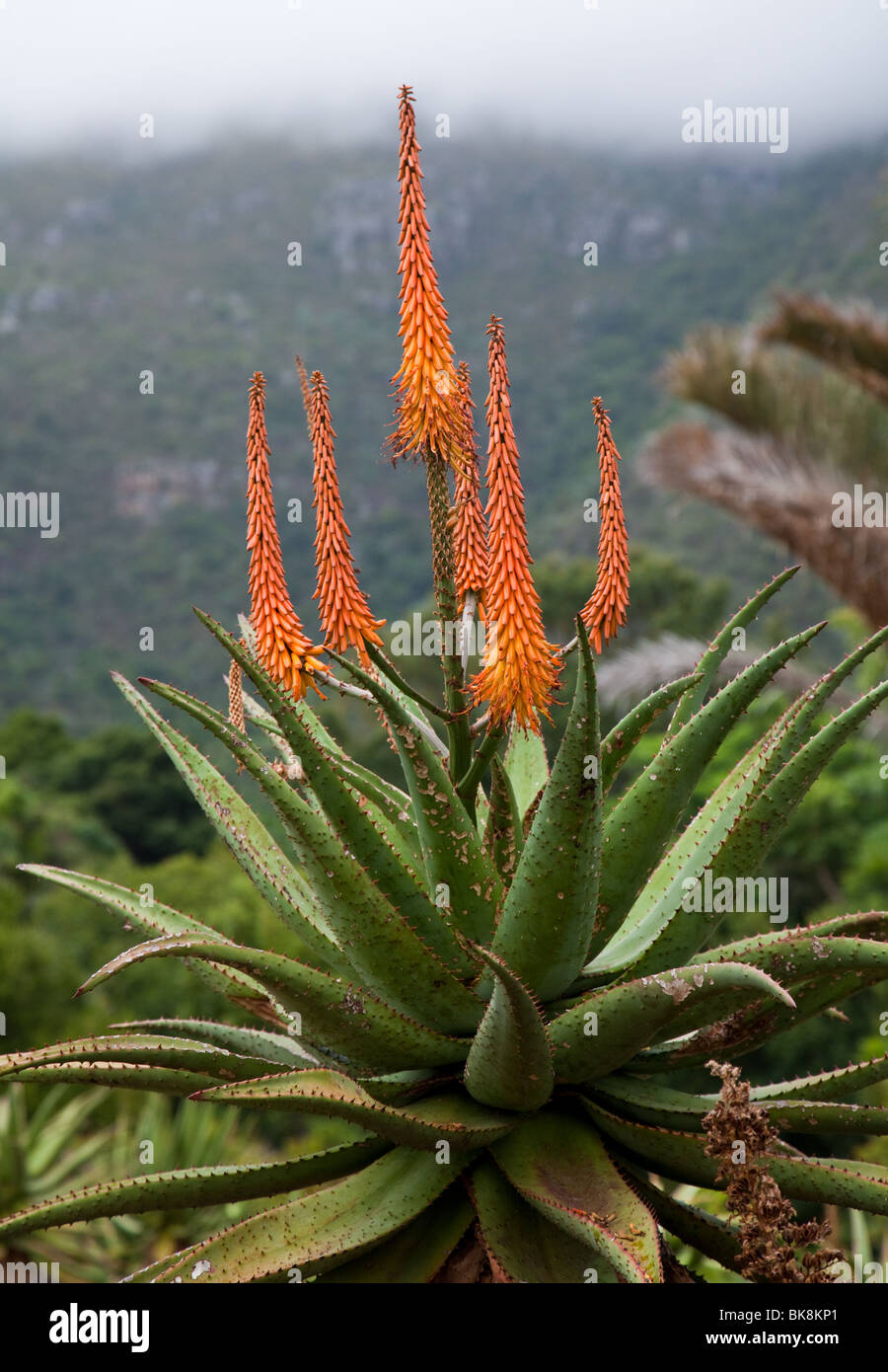 Close Up Of An Aloe Plant In Bloom In South Africa Stock Photo