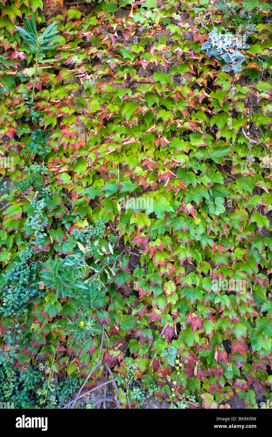 Wall covering Ivy and creepers - Assos, Kefalonia, Greece Stock Photo
