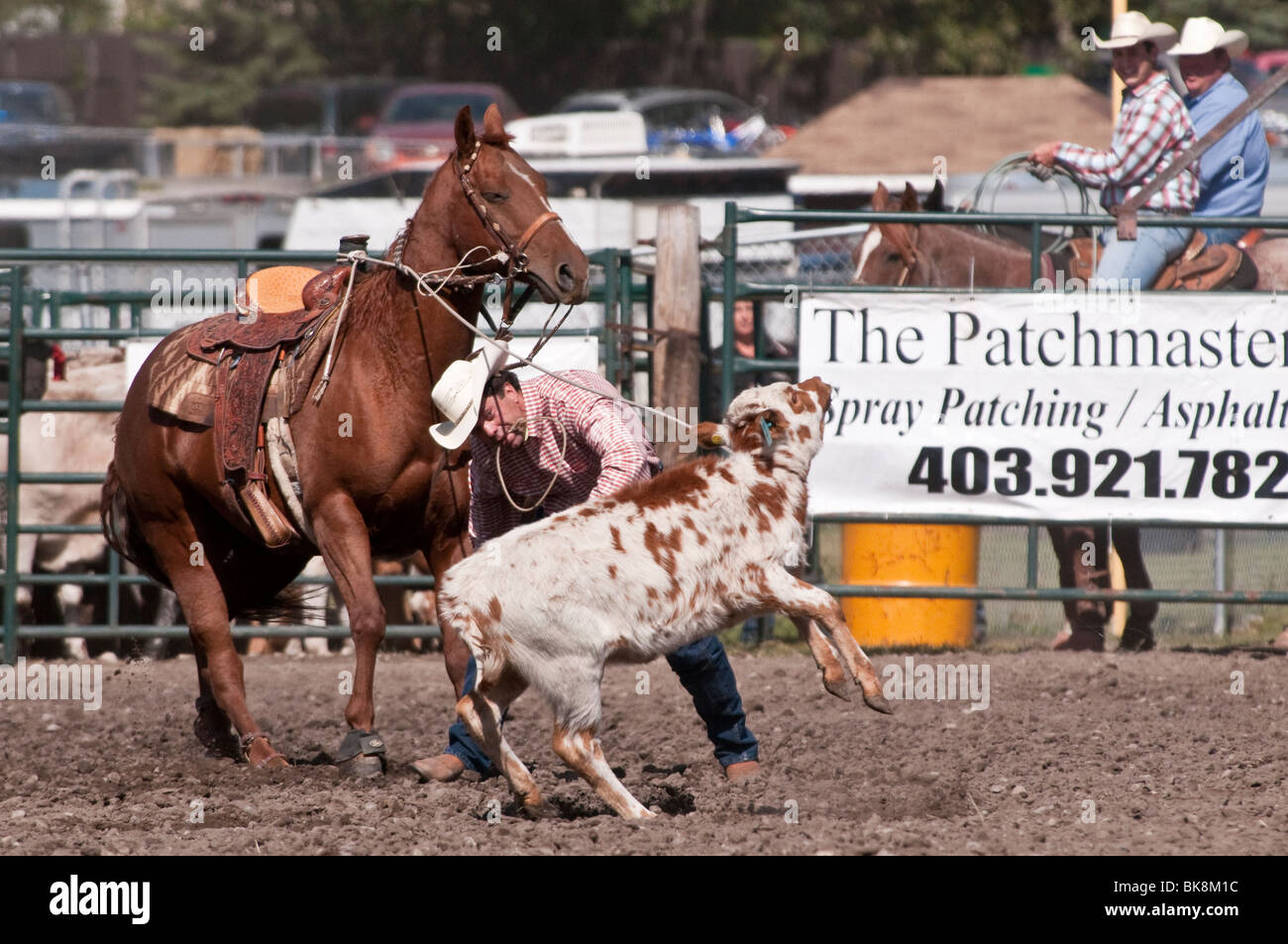 Cowboy, tie down roping, Cochrane Rodeo, Cochrane, Alberta, Canada ...