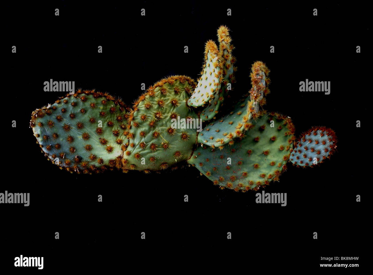 Color photograph of cactus Stock Photo - Alamy