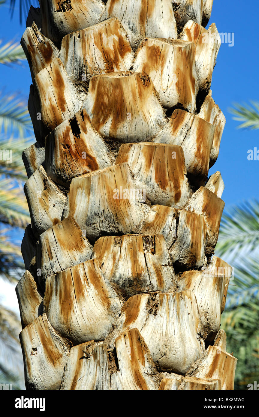 Trunk of a Date palm tree with the nodality of cut-off palm leaves Stock Photo