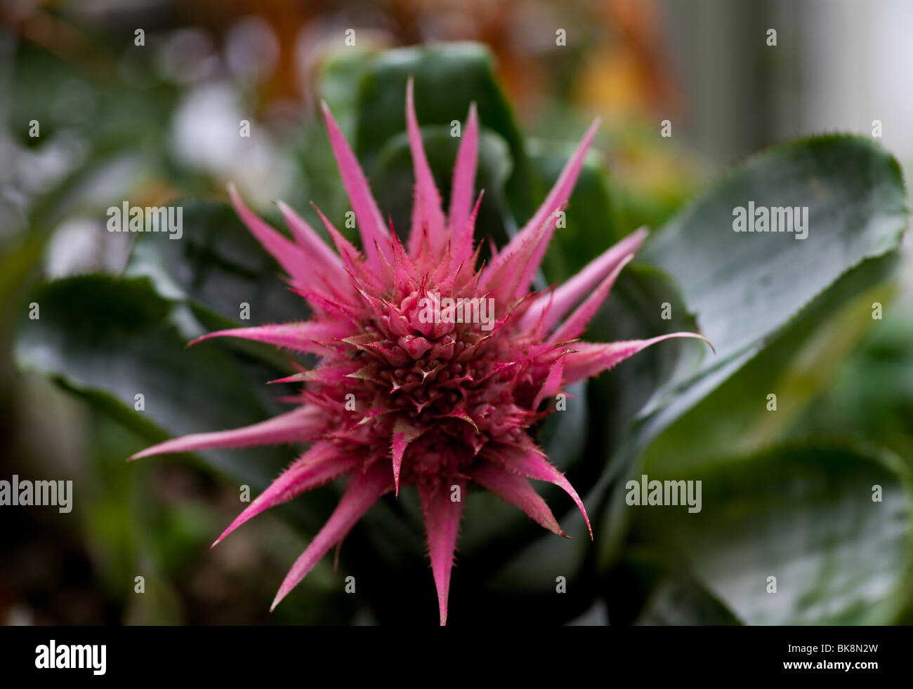 Close-up of a Aechmea flower in bloom Stock Photo
