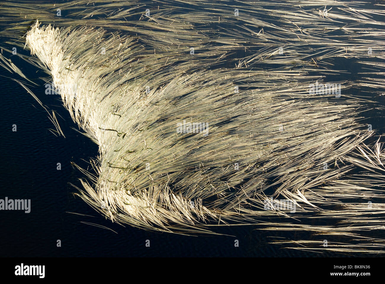 Reeds floating on a mountain tarn, Snowdonia, North Wales, UK Stock Photo
