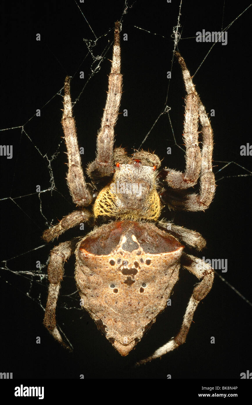 Giant Spider on its web on Koh Samet Island, Thailand Stock Photo - Alamy