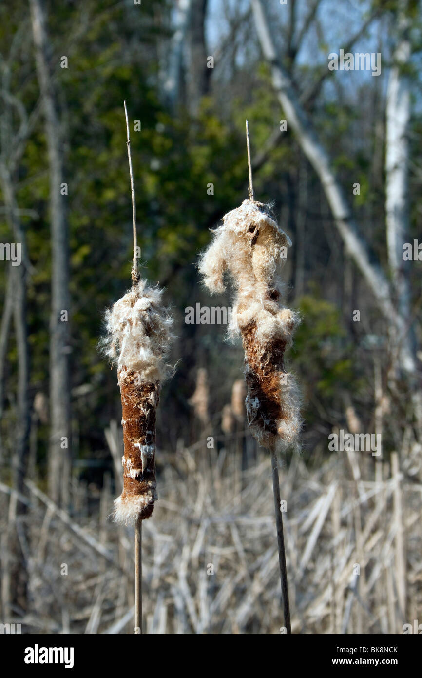 Cattails Typha species in seed Spring  Eastern North America by Dembinsky Photo Assoc Stock Photo
