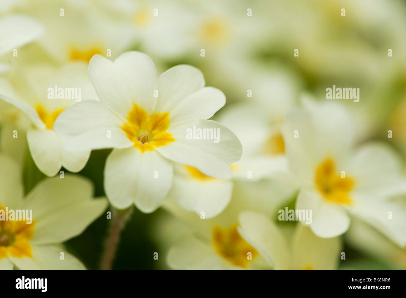 Primula vulgaris, Wild primrose flowers Stock Photo