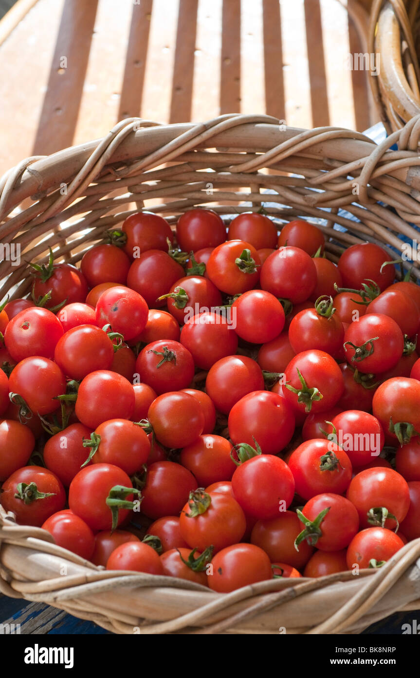 A basket of freshly harvested ripe cherry tomatoes Stock Photo