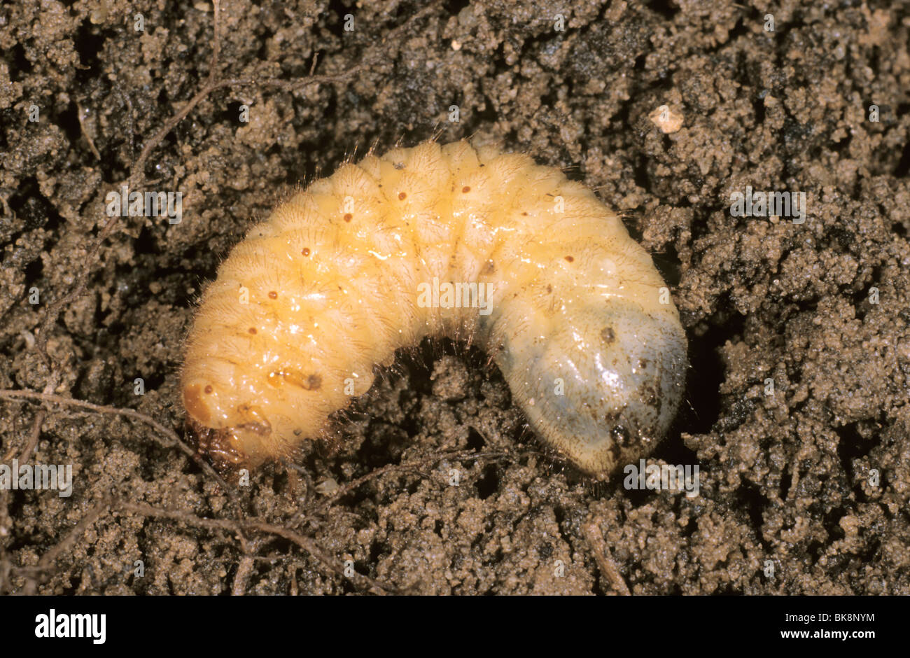 Summer chafer (Amphimallon solstitiale), larva Stock Photo