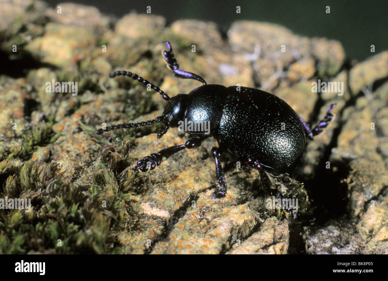 Earth-boring dung beetle (Geotrupes vernalis) Stock Photo