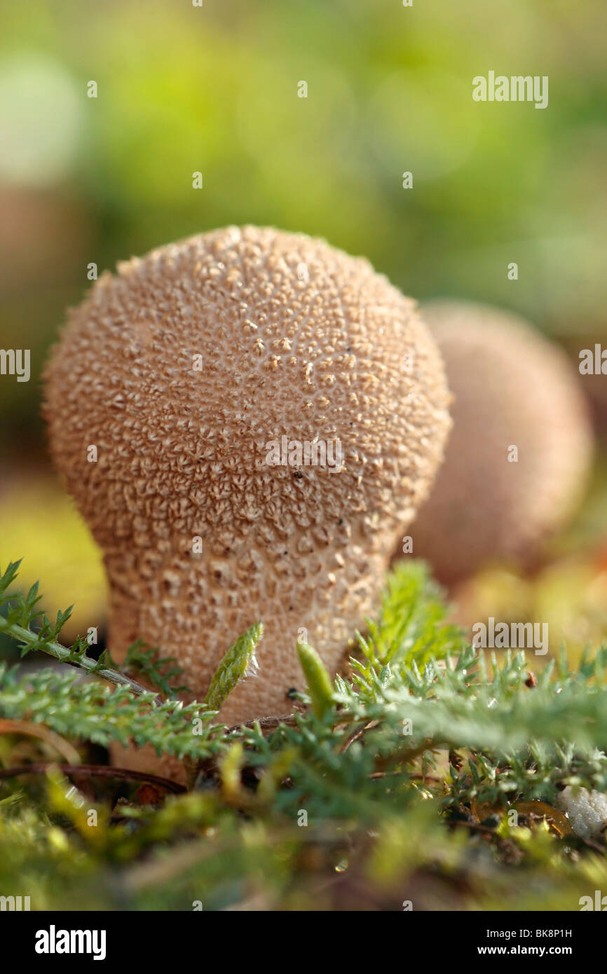 Spiny puffball (Lycoperdon echinatum) Stock Photo